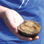 A fossil